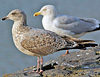 2cy argentatus in February, ringed in Norway. (75189 bytes)